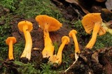 Cantharellus ignicolor image