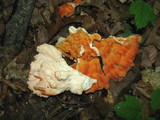 Laetiporus cincinnatus image