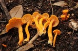 Cantharellus ignicolor image