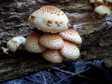 Pholiota squarrosoides image
