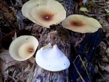 Royoporus badius image
