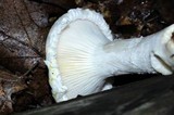 Pleurotus dryinus image