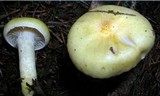 Hygrophorus lucorum image