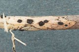 Coccomyces gaultheriae image