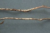 Coccomyces gaultheriae image