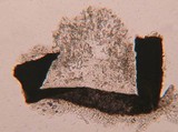 Coccomyces gaultheriae image