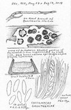 Coccomyces gaultheriae image