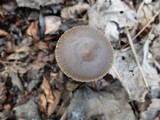 Mycena alcalina image
