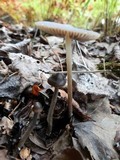 Mycena alcalina image