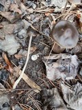 Mycena alcalina image