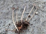 Mycena alcalina image