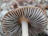 Mycena alcalina image