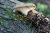 Tapinella atrotomentosa image