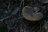Tapinella atrotomentosa image