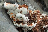 Abortiporus biennis image