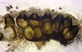 Tolypocladium ophioglossoides image