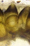 Tolypocladium ophioglossoides image
