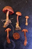 Cortinarius harrisonii image