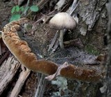 Fuscoporia torulosa image
