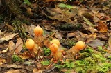 Calostoma cinnabarinum image
