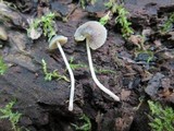 Mycena subcaerulea image