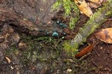 Chlorociboria aeruginosa image