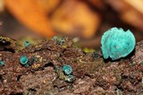 Chlorociboria aeruginosa image
