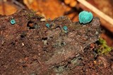 Chlorociboria aeruginosa image