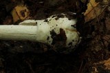 Amanita arocheae image