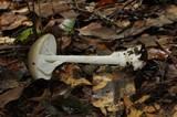 Amanita arocheae image
