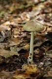 Amanita arocheae image