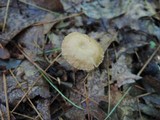 Gymnopus subnudus image