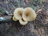 Pseudoarmillariella ectypoides image