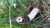 Phallus hadriani image