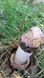 Phallus hadriani image