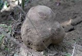 Tuber aestivum image