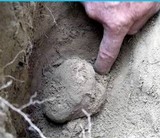 Tuber aestivum image