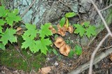 Armillaria gallica image