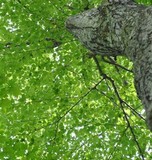 Armillaria gallica image