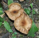 Armillaria gallica image