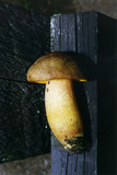 Xerocomus morrisii image