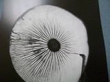 Oudemansiella furfuracea image