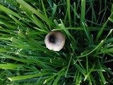 Panaeolus cinctulus image
