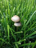 Panaeolus cinctulus image