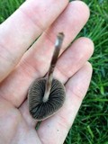Panaeolus cinctulus image