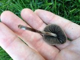 Panaeolus cinctulus image