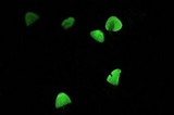 Mycena perlae image