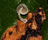 Mycena perlae image