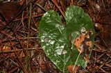 Mycena perlae image