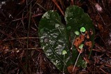 Mycena perlae image